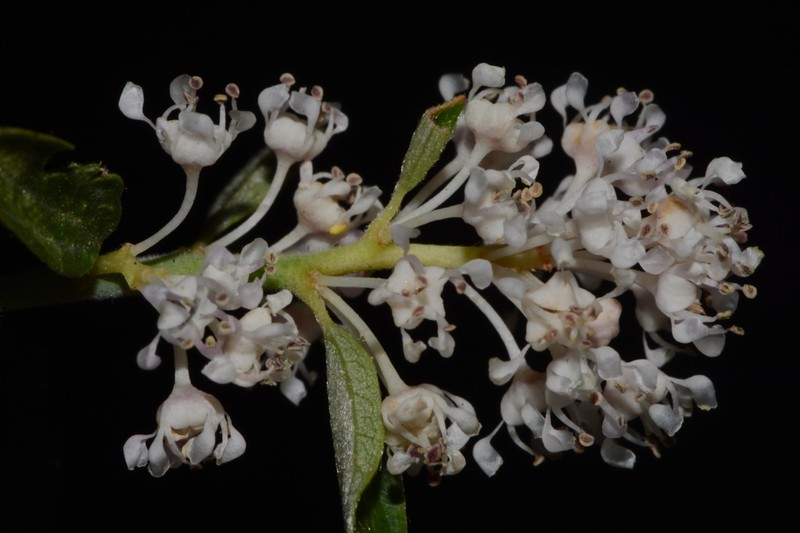 Fendler's Ceanothus photo 4