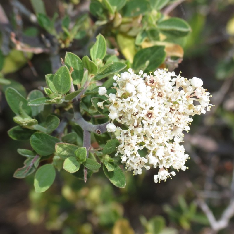 Fendler's Ceanothus photo 5