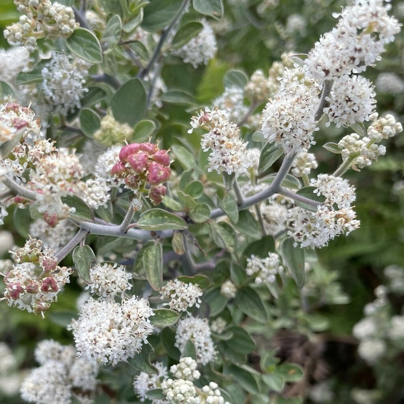 Fendler's Ceanothus photo 7