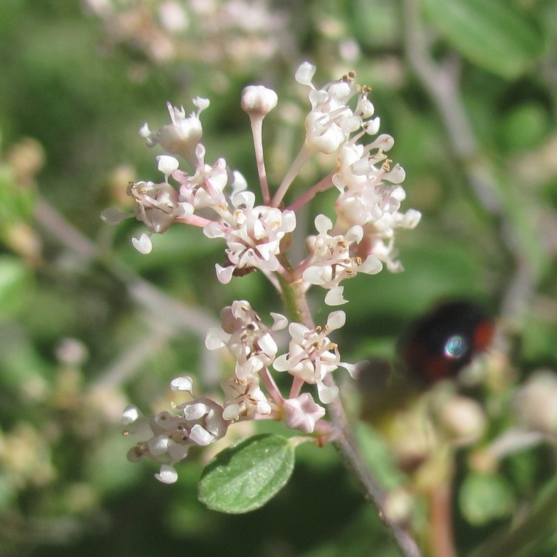 Fendler's Ceanothus photo 8