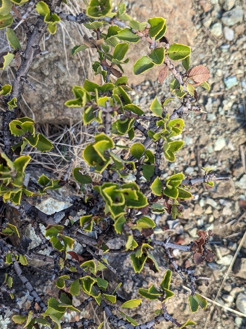 Coyote Ceanothus