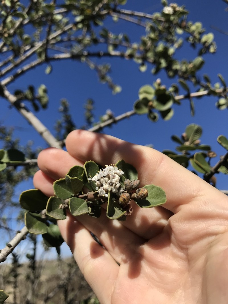 Coyote Ceanothus photo 2