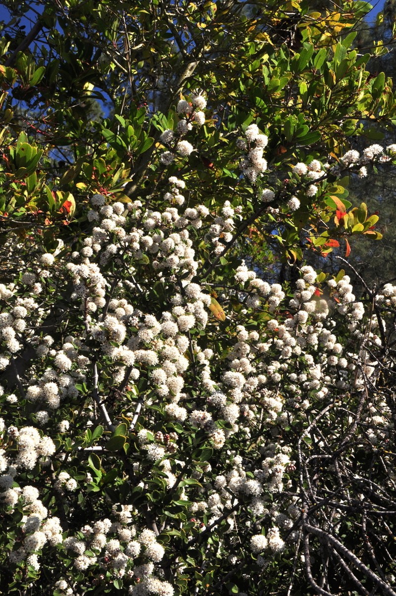 Coyote Ceanothus photo 3