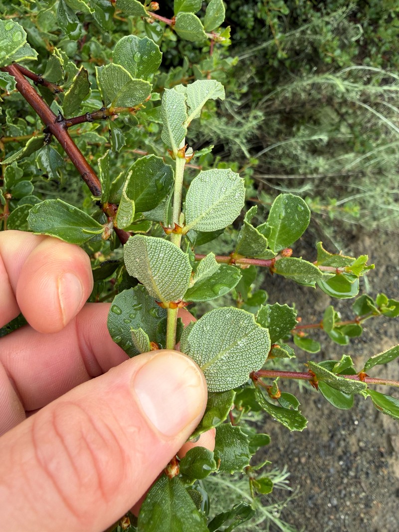 Coyote Ceanothus photo 4
