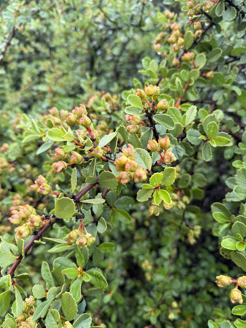 Coyote Ceanothus photo 5