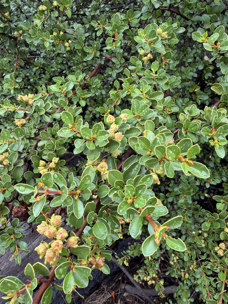 Coyote Ceanothus photo 6
