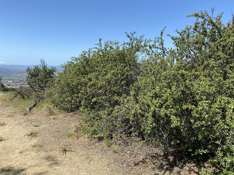 Coyote Ceanothus photo 8