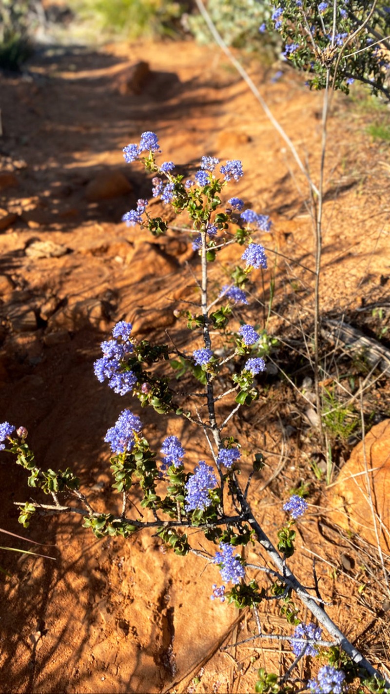 Wavyleaf Ceanothus photo 2