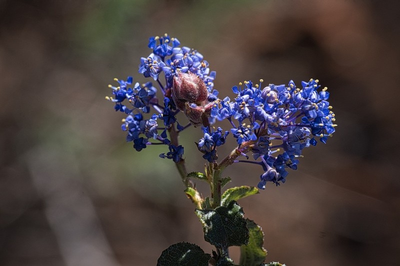 Wavyleaf Ceanothus photo 4
