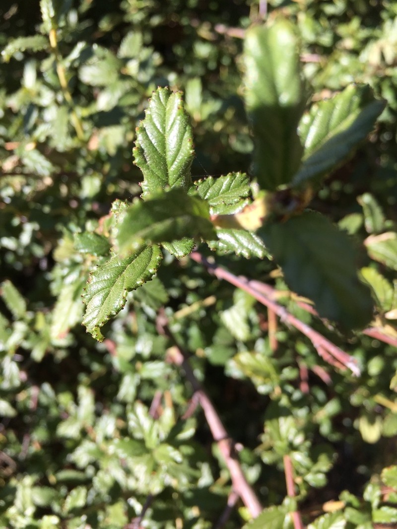 Wavyleaf Ceanothus photo 5
