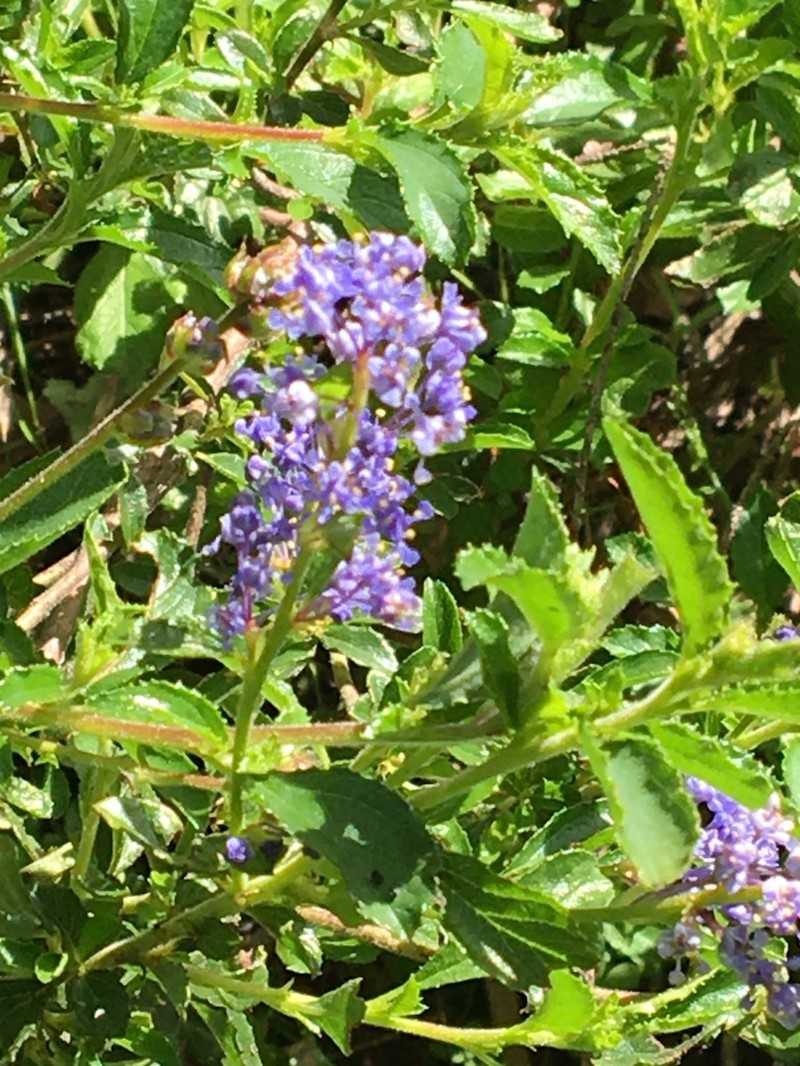 Wavyleaf Ceanothus photo 6