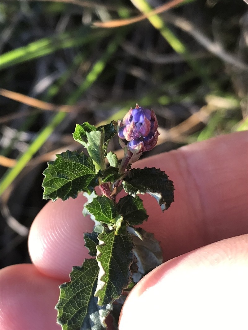 Wavyleaf Ceanothus photo 7