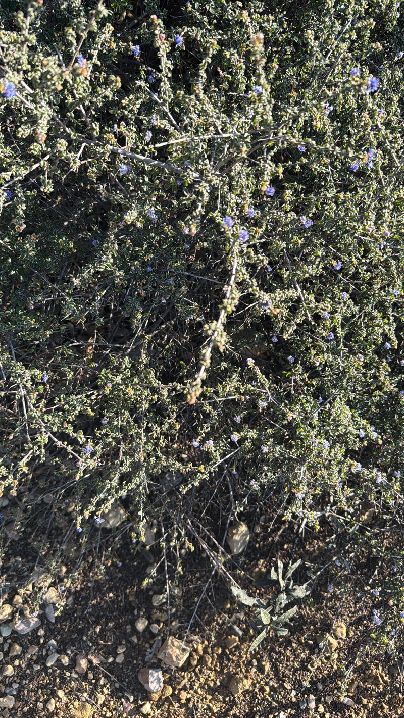 Ceanothus foliosus var. foliosus