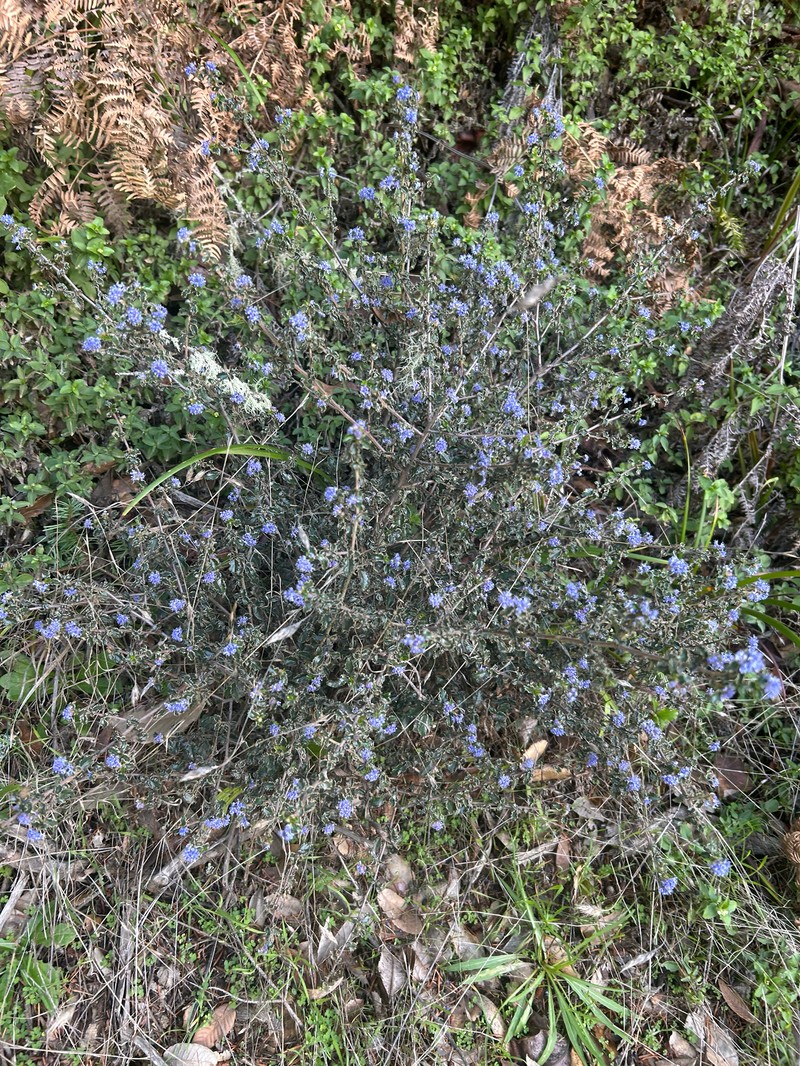 Ceanothus foliosus var. foliosus photo 2