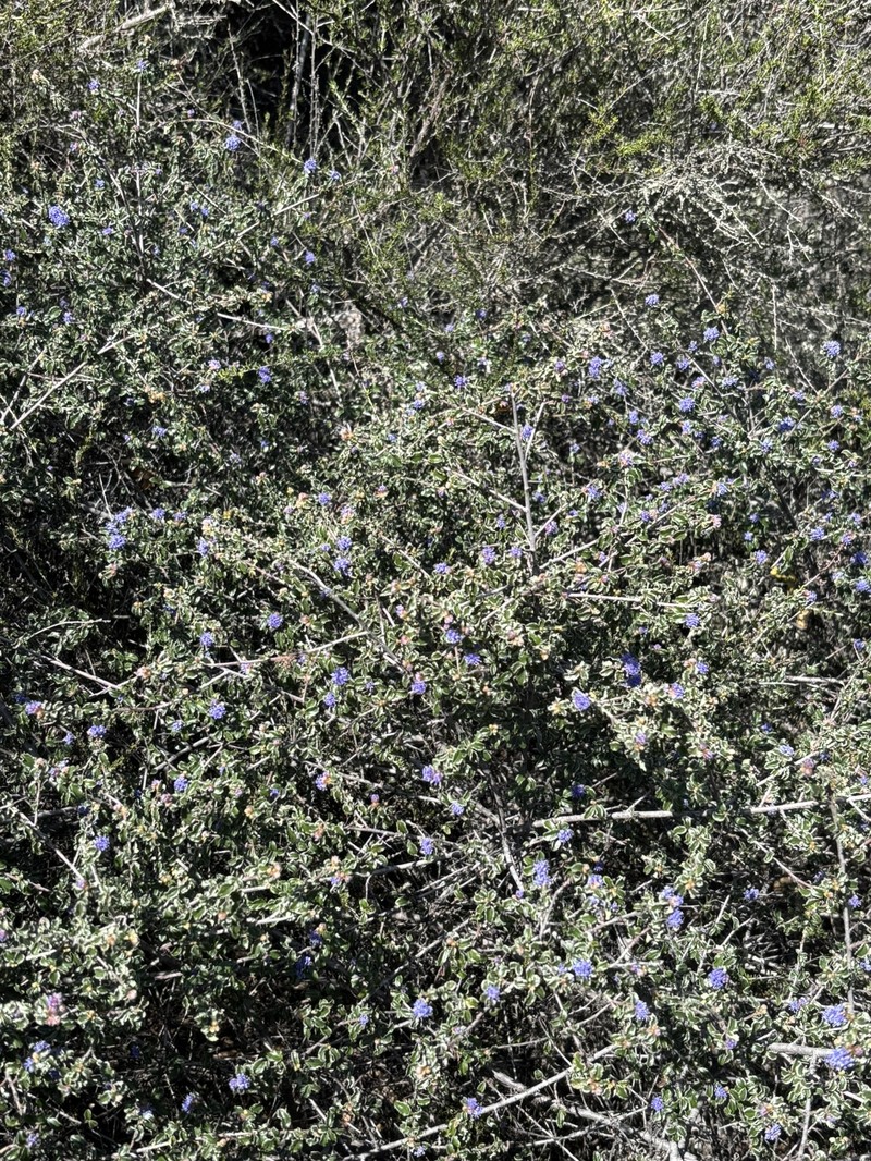 Ceanothus foliosus var. foliosus photo 3