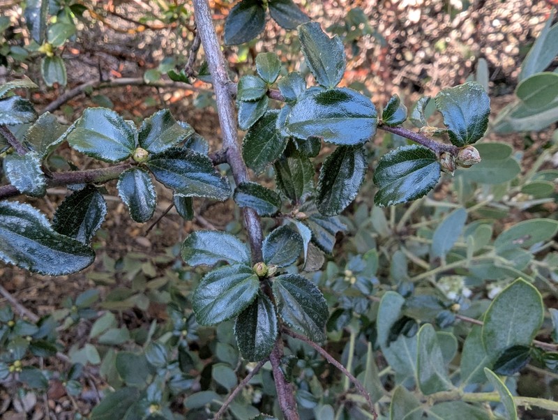 Ceanothus foliosus var. foliosus photo 4
