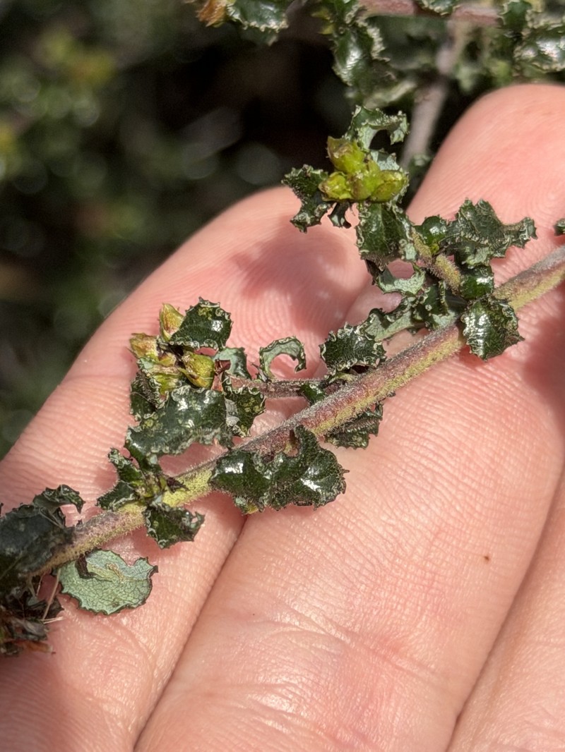 Ceanothus foliosus var. foliosus photo 5