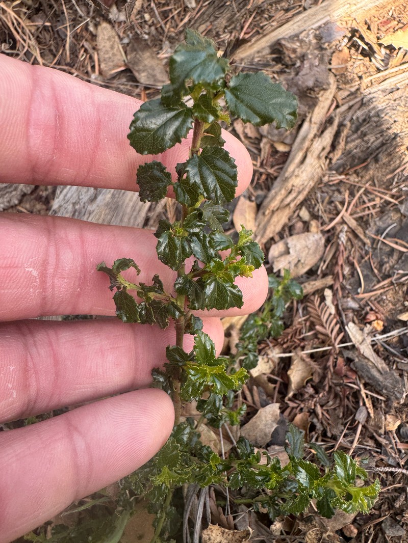 Ceanothus foliosus var. foliosus photo 6