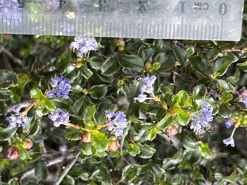 Ceanothus foliosus var. foliosus photo 7
