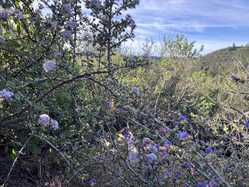 Ceanothus foliosus var. foliosus photo 8