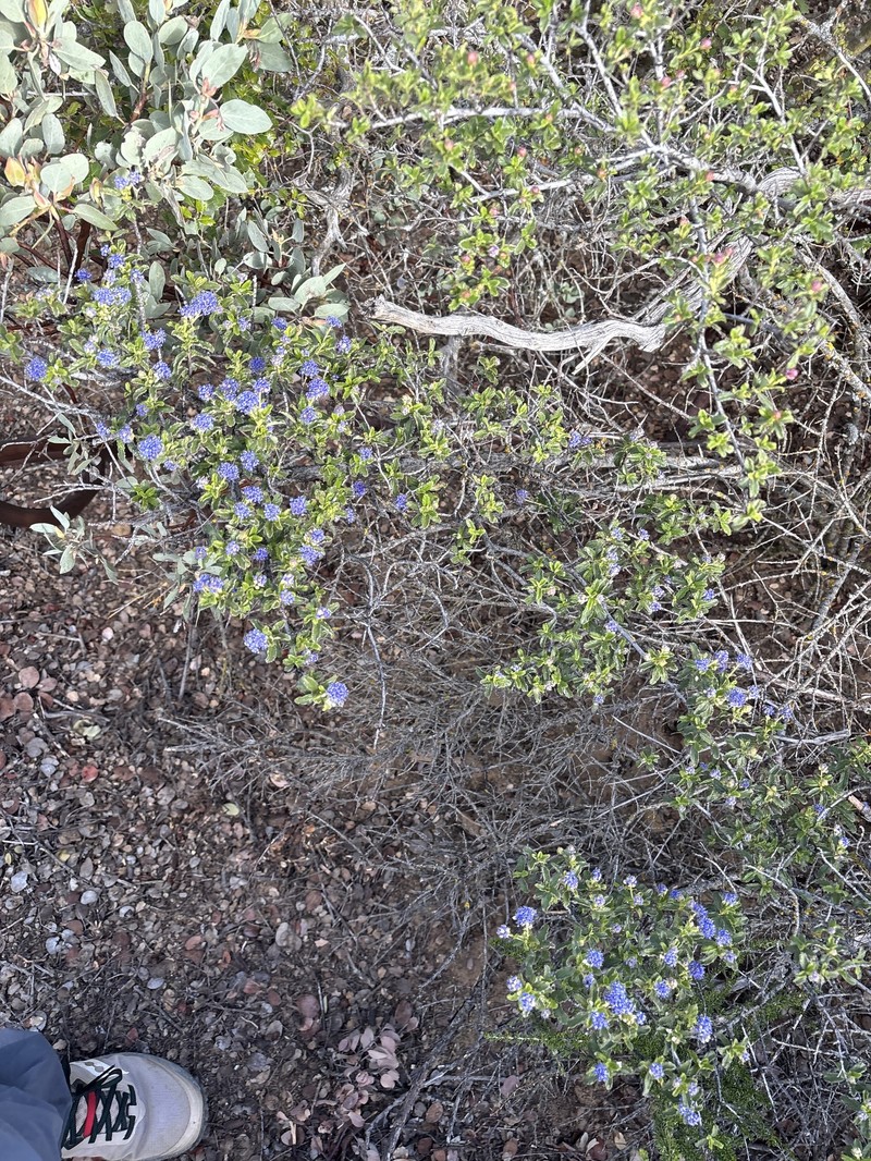 Ceanothus foliosus var. medius