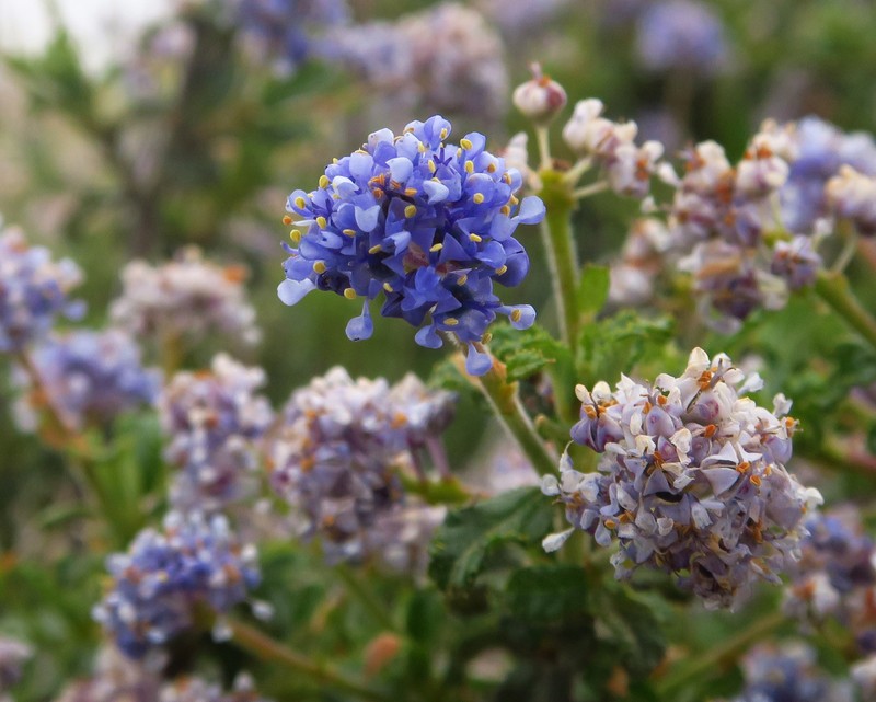 Ceanothus foliosus var. medius photo 2