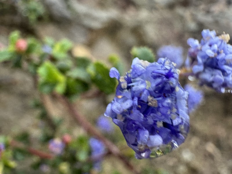 Ceanothus foliosus var. medius photo 3