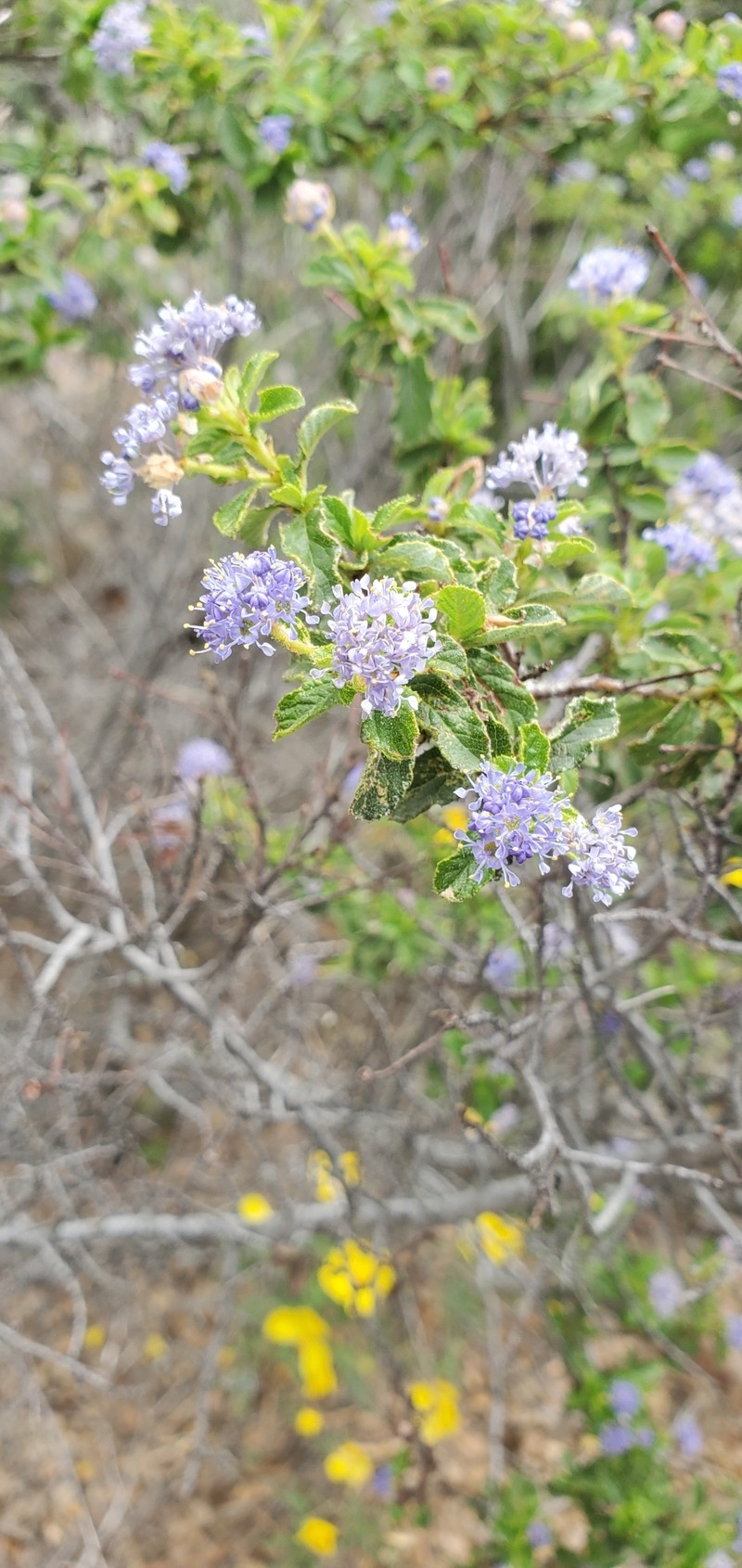 Ceanothus foliosus var. medius photo 4