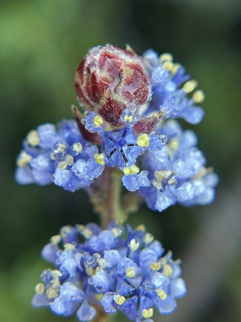 Ceanothus foliosus var. medius photo 5