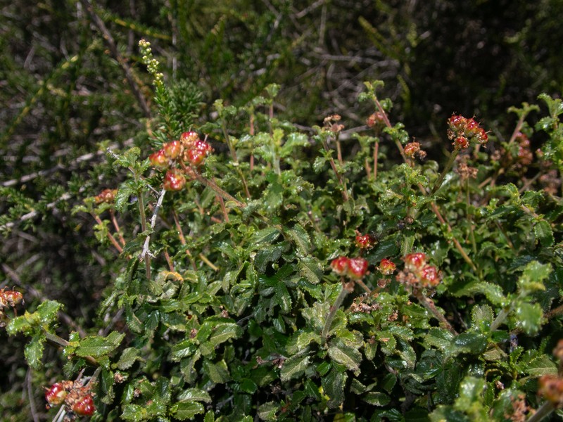 Ceanothus foliosus var. medius photo 6