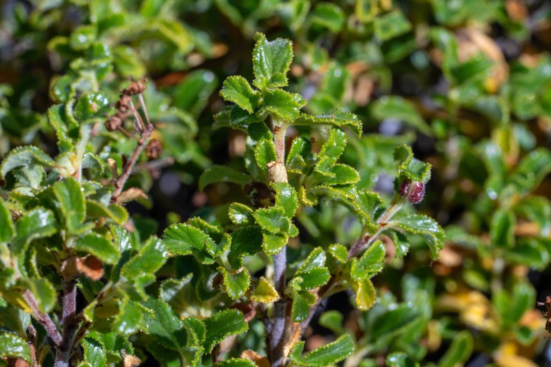 Ceanothus foliosus var. medius photo 8