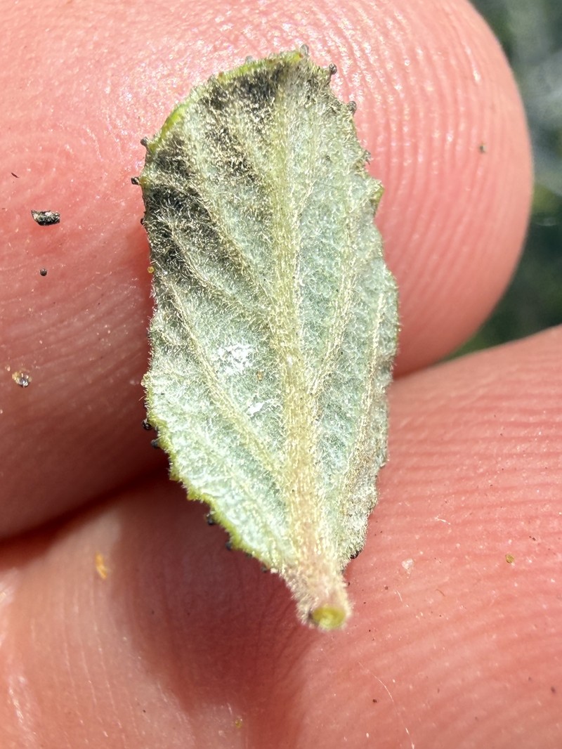 Ceanothus foliosus var. viejasensis