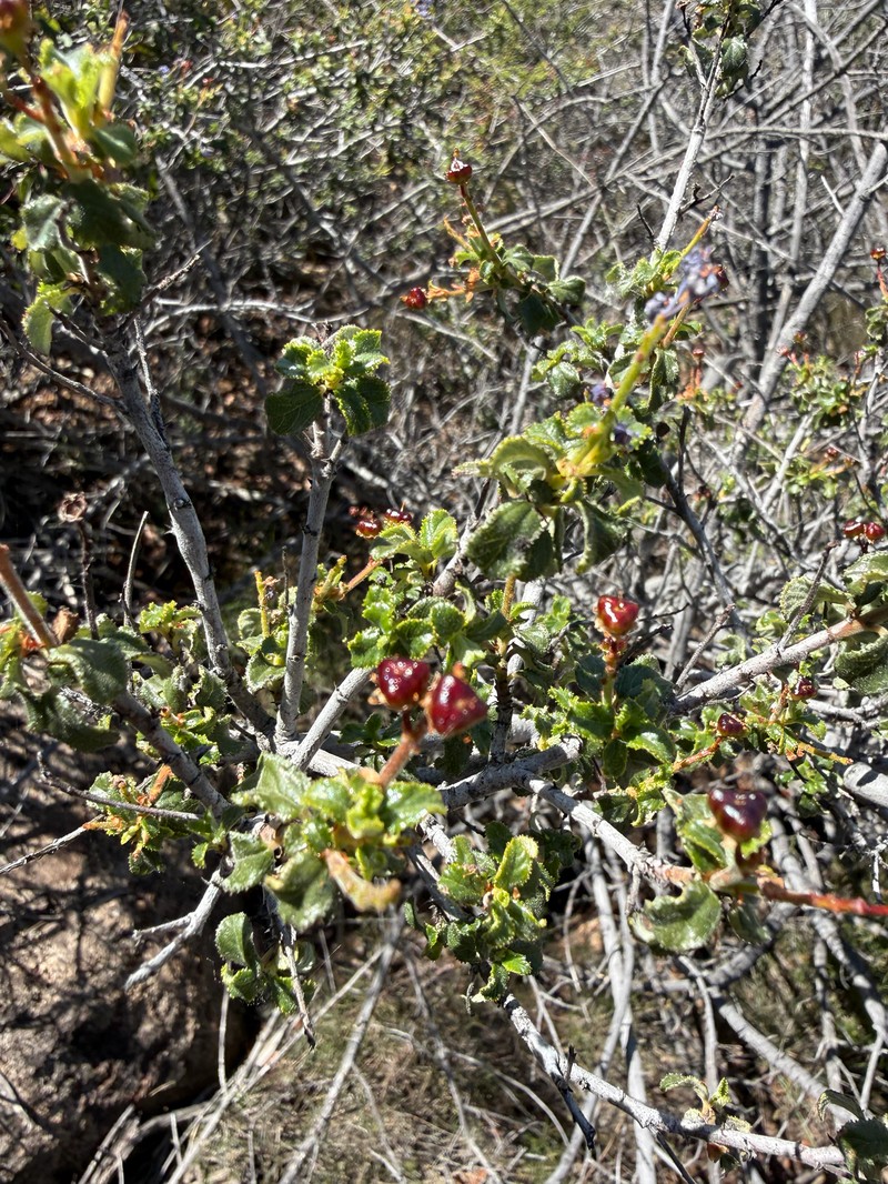 Ceanothus foliosus var. viejasensis photo 2