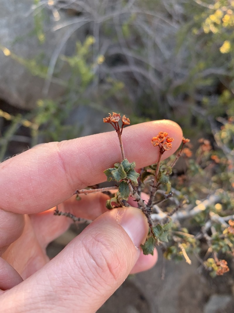 Ceanothus foliosus var. viejasensis photo 3