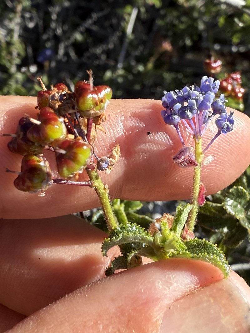 Ceanothus foliosus var. viejasensis photo 4