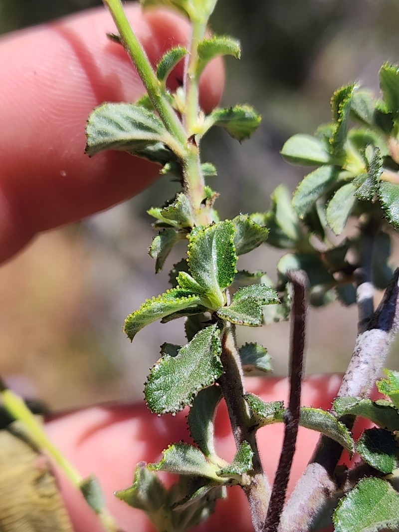 Ceanothus foliosus var. viejasensis photo 5