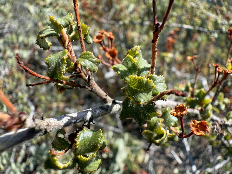 Ceanothus foliosus var. viejasensis photo 6