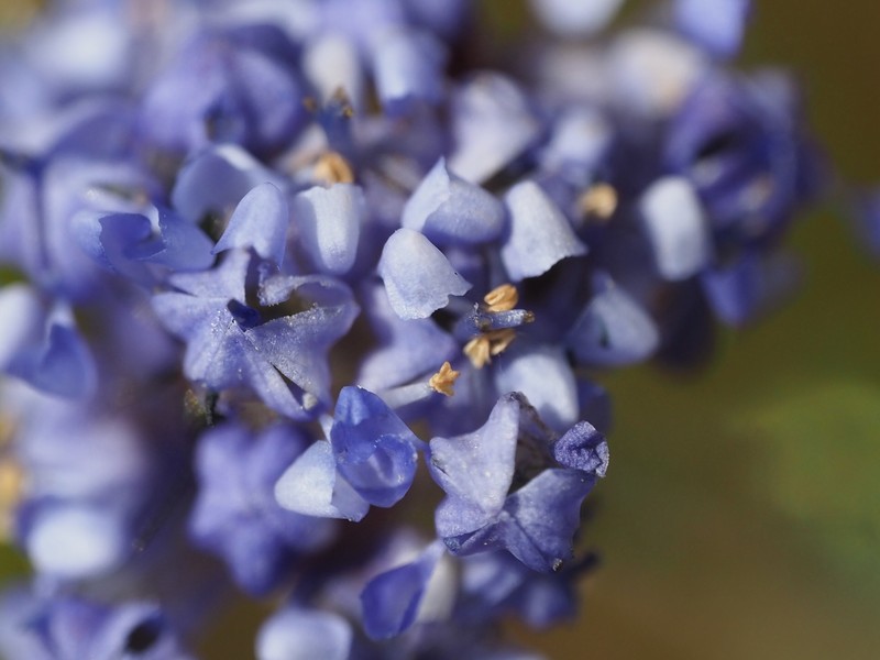 Ceanothus foliosus var. viejasensis photo 7