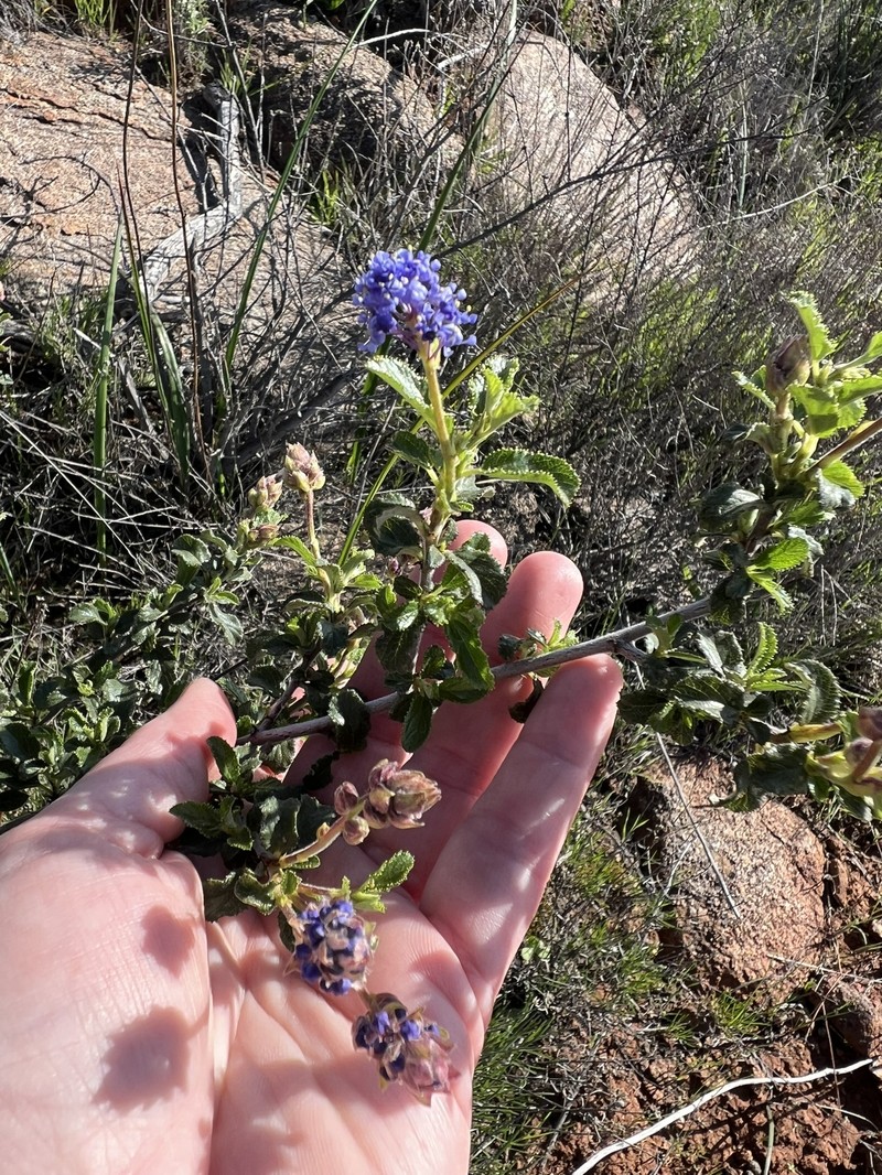 Ceanothus foliosus var. viejasensis photo 8