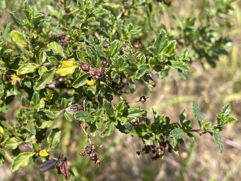 Ceanothus foliosus var. vineatus