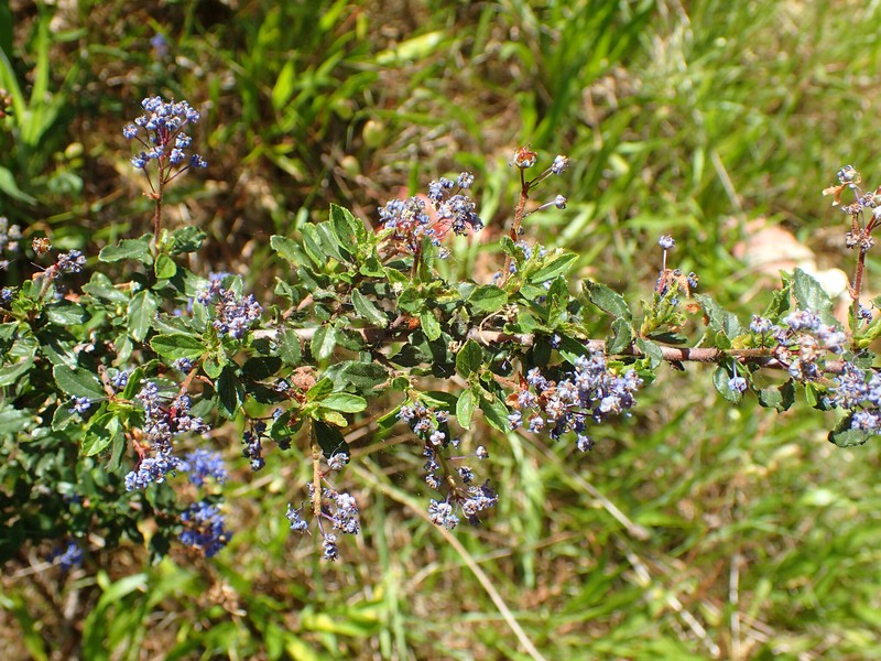 Ceanothus foliosus var. vineatus photo 2