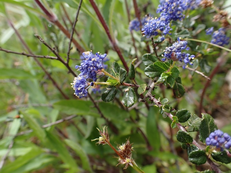 Ceanothus foliosus var. vineatus photo 3