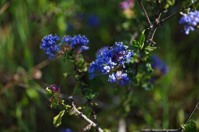 Ceanothus foliosus var. vineatus photo 4