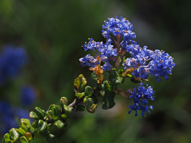 Ceanothus foliosus var. vineatus photo 5
