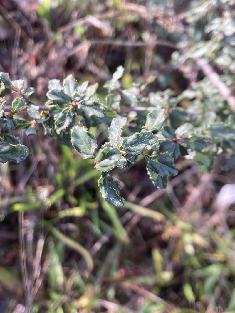 Ceanothus foliosus var. vineatus photo 6