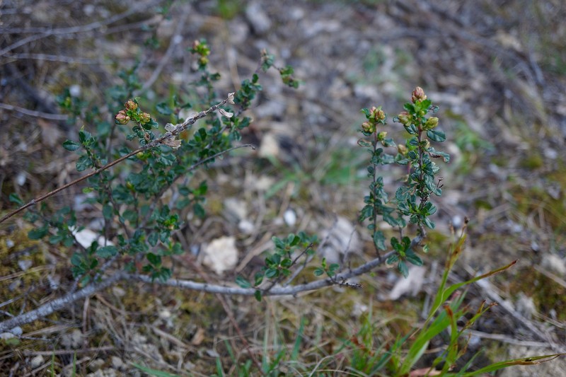 Ceanothus foliosus var. vineatus photo 7