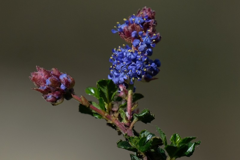 Ceanothus foliosus var. vineatus photo 8