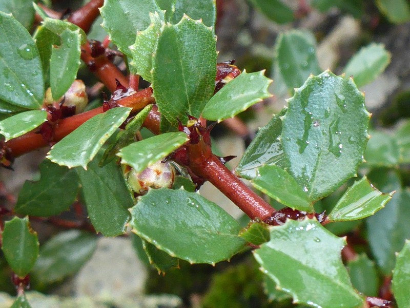 Point Reyes Ceanothus photo 2