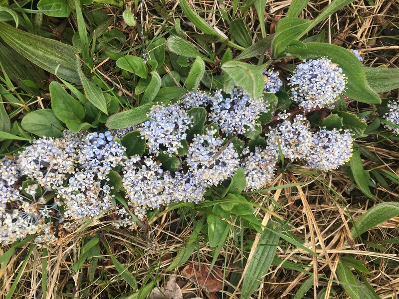 Point Reyes Ceanothus photo 3