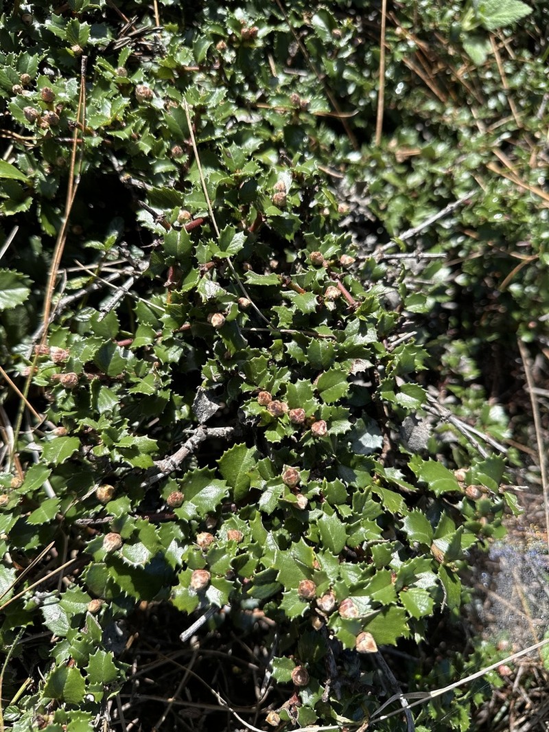 Point Reyes Ceanothus photo 4